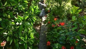 A stone pathway in a garden with dense green foliage and red flowers. - Apartments and Rooms Frane (Rab)