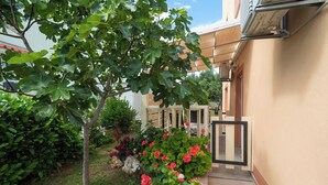 A garden with a fig tree, flowering plants, and a pathway leading to a building entrance. - Apartments Jak (Vodice)