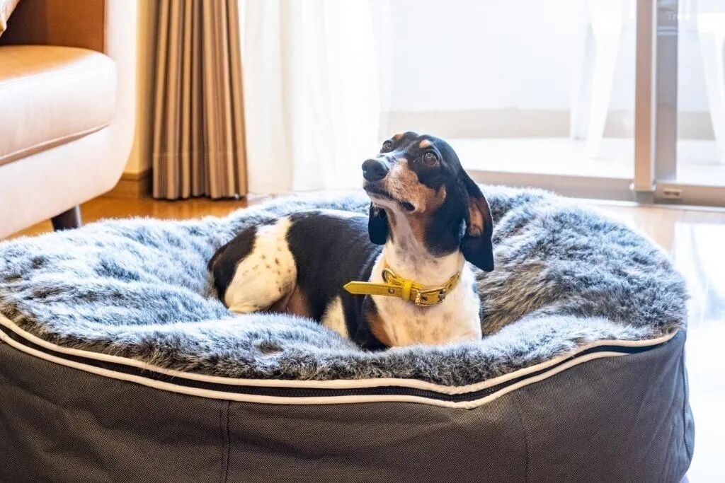 A dog in a pet bed with a fur-lined edge, a collar, and a leash.