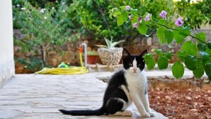 A black and white cat sitting on a stone patio with greenery and a hose in the background. - Apartment Vera (Solta)
