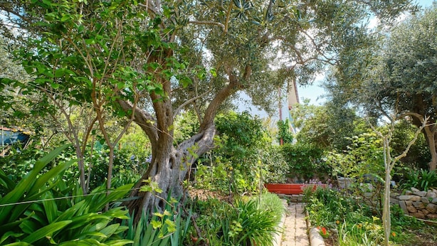 A garden with a stone pathway, various plants, and trees. - Apartment Giuseppe (Mali Losinj)