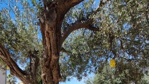 A tree-lined sidewalk with a stone bench and a concrete planter. - Apartments Bionda (Sibenik)