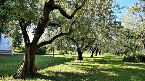 Un sendero bordeado de árboles en un parque, con un área verde y un edificio al fondo.
