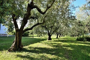 A tree-lined pathway in a park with a grassy area and a building in the background. - House Ariella (Umag)