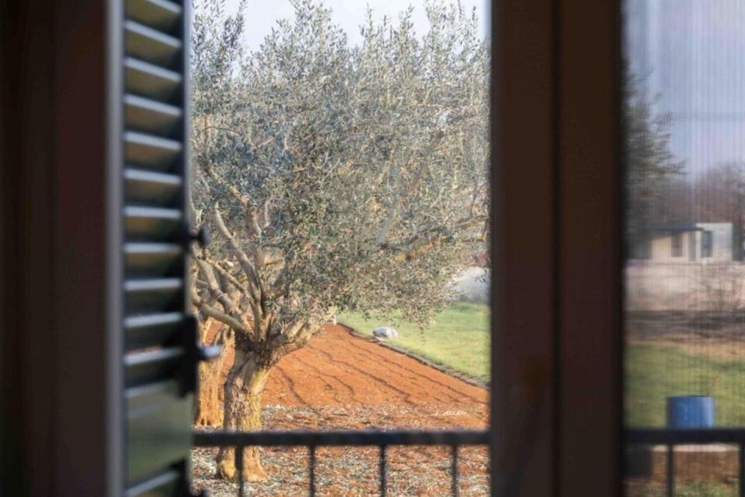 Vista a través de una ventana con un árbol y un campo rojo.