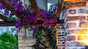 A brick wall with a wooden pergola covered in purple flowers. - Apartment Grguric Apartments (Rab)