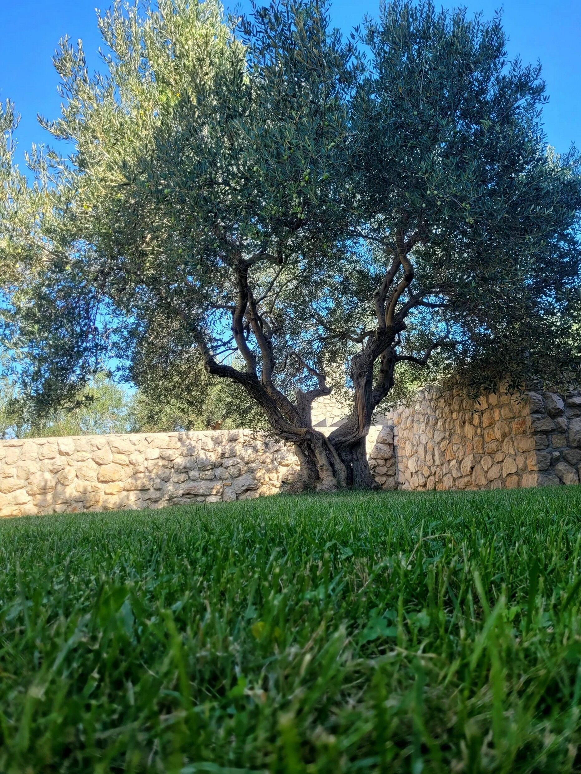 Ein Baum mit einer Steinmauer im Hintergrund.