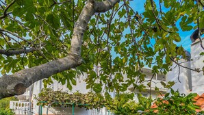 Un jardín con un árbol, un sendero y un edificio con techo rojo.