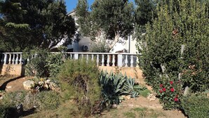 A garden with various plants and a stone wall. - Apartment Anchi (Novi Vinodolski)