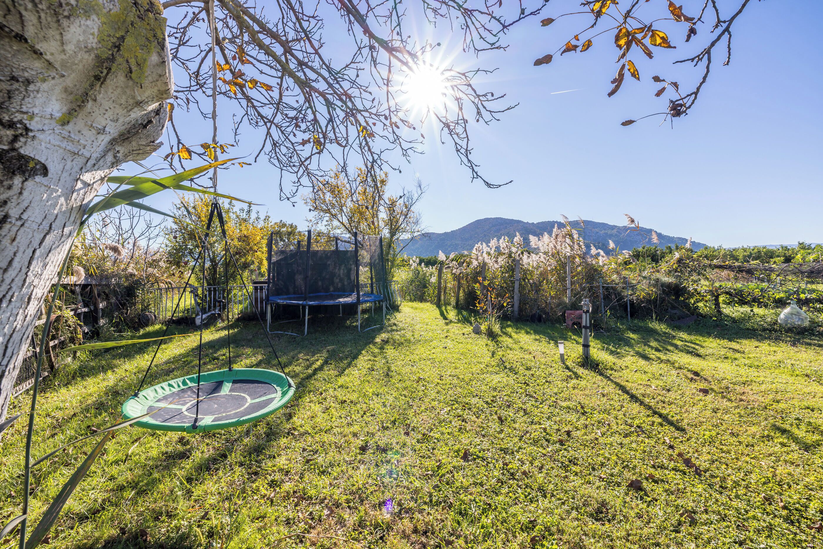 A grassy outdoor area with a trampoline, a swing, and a tree.