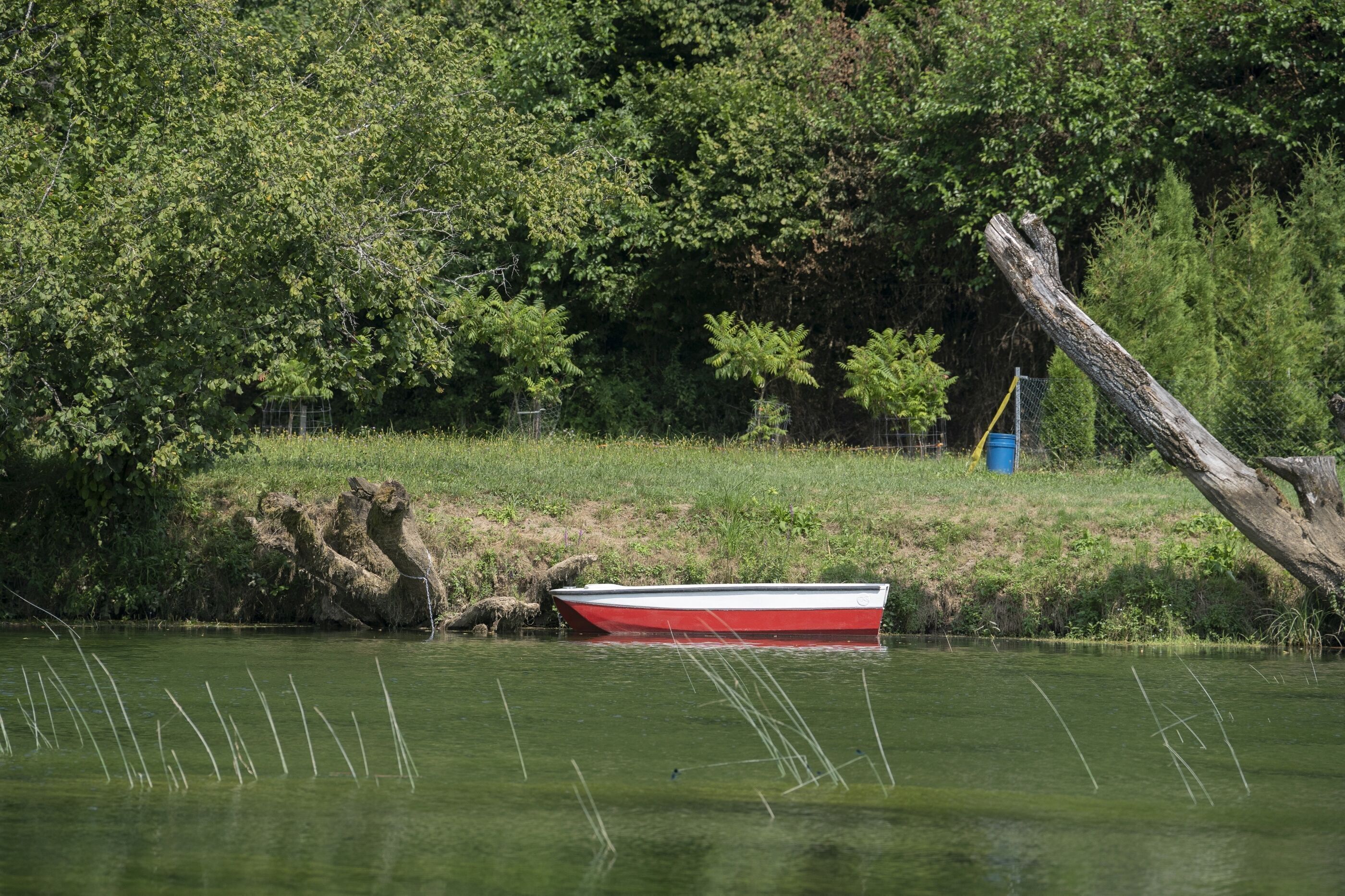 Een rode en witte boot op kalm water, omringd door weelderige begroeiing en een omgevallen boomstam.