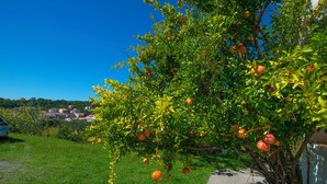 A tree with oranges hanging from its branches, a grassy area, and a building in the background. - Apartments Rasic (Rab)