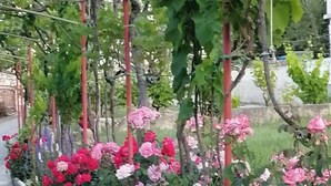 A garden with a variety of flowers, including pink and red roses, and a concrete pathway. - Apartments Poldan (Rab)
