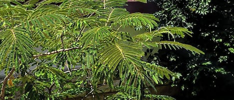 บริเวณที่พัก