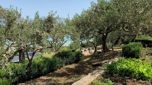 A pathway through an olive grove with a clear view of the sea in the background. - House Ivica (Postira)