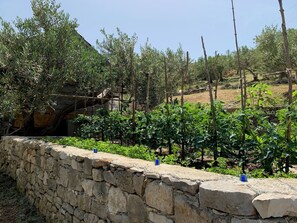 Garden - House Ivica (Postira)