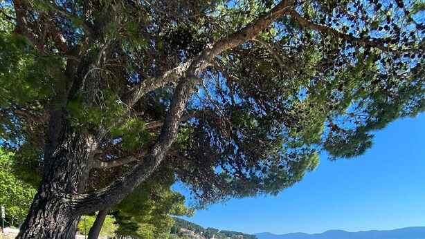 A bench under a tree by a pebble beach with a clear view of the sea. - Rooms Falcon (Gradac)