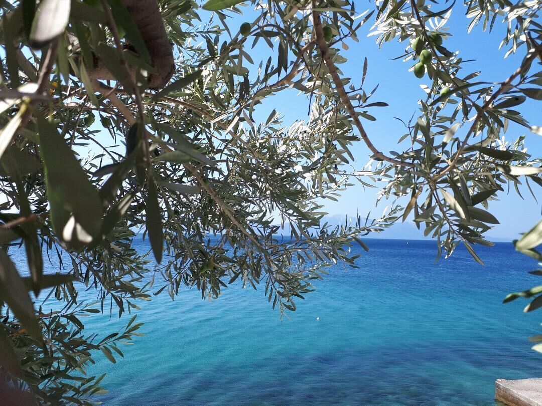 A view of the sea through olive tree branches.