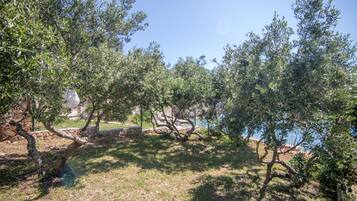 A garden with olive trees, a stone wall, and a view of the sea.