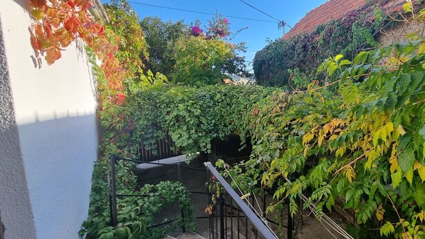 A narrow alley with dense foliage and a staircase. - Apartment Milivoj (Primosten)