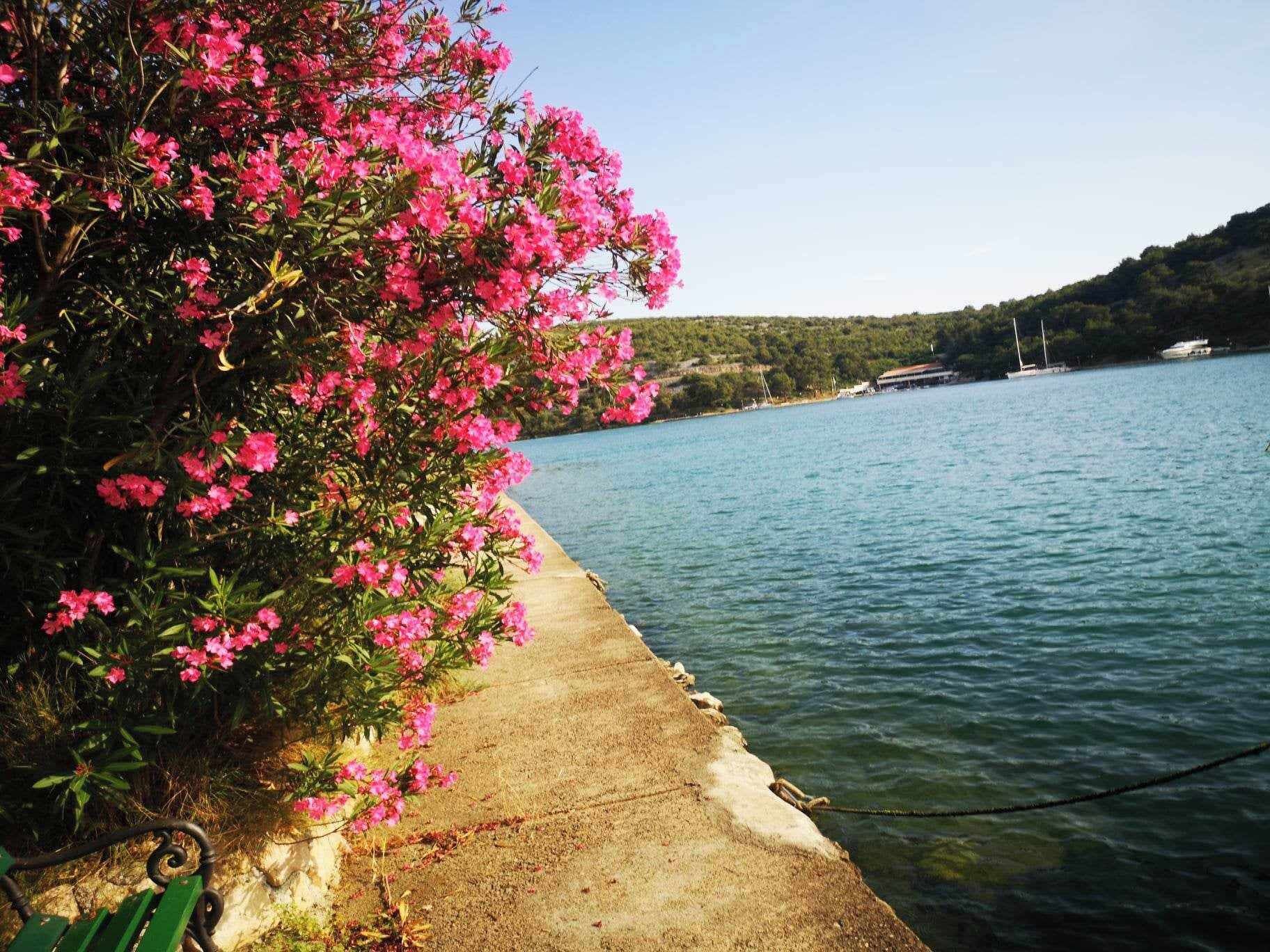 A concrete walkway by a body of water with pink flowers on the left.