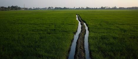 Un extenso campo verde con un estrecho canal de agua que lo atraviesa.
