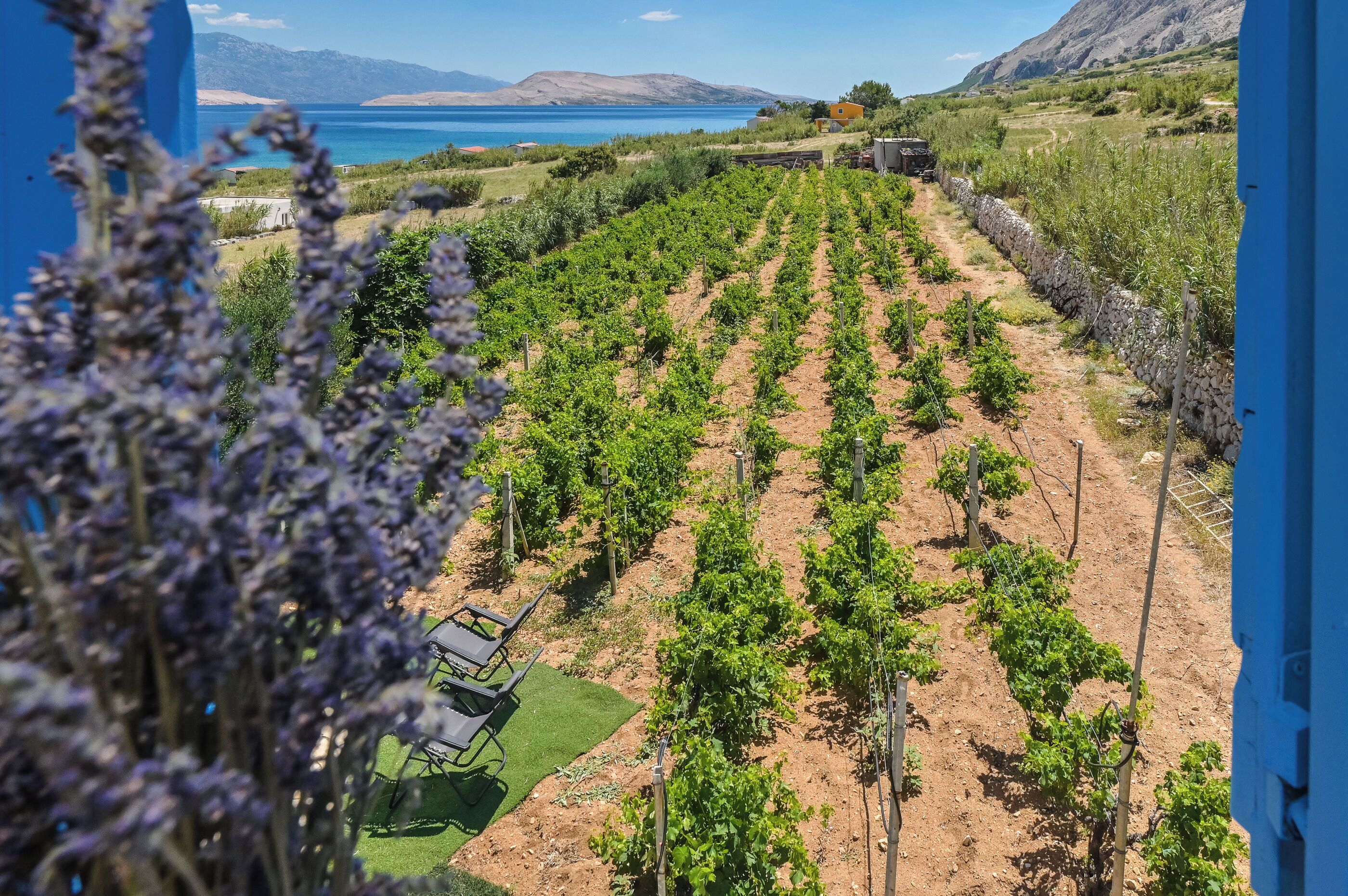 A vineyard with rows of grapevines, a stone wall, and a view of a lake and mountains in the background.