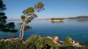 Un paysage côtier offrant une vue dégagée sur la mer, avec un pin imposant et un terrain rocheux.