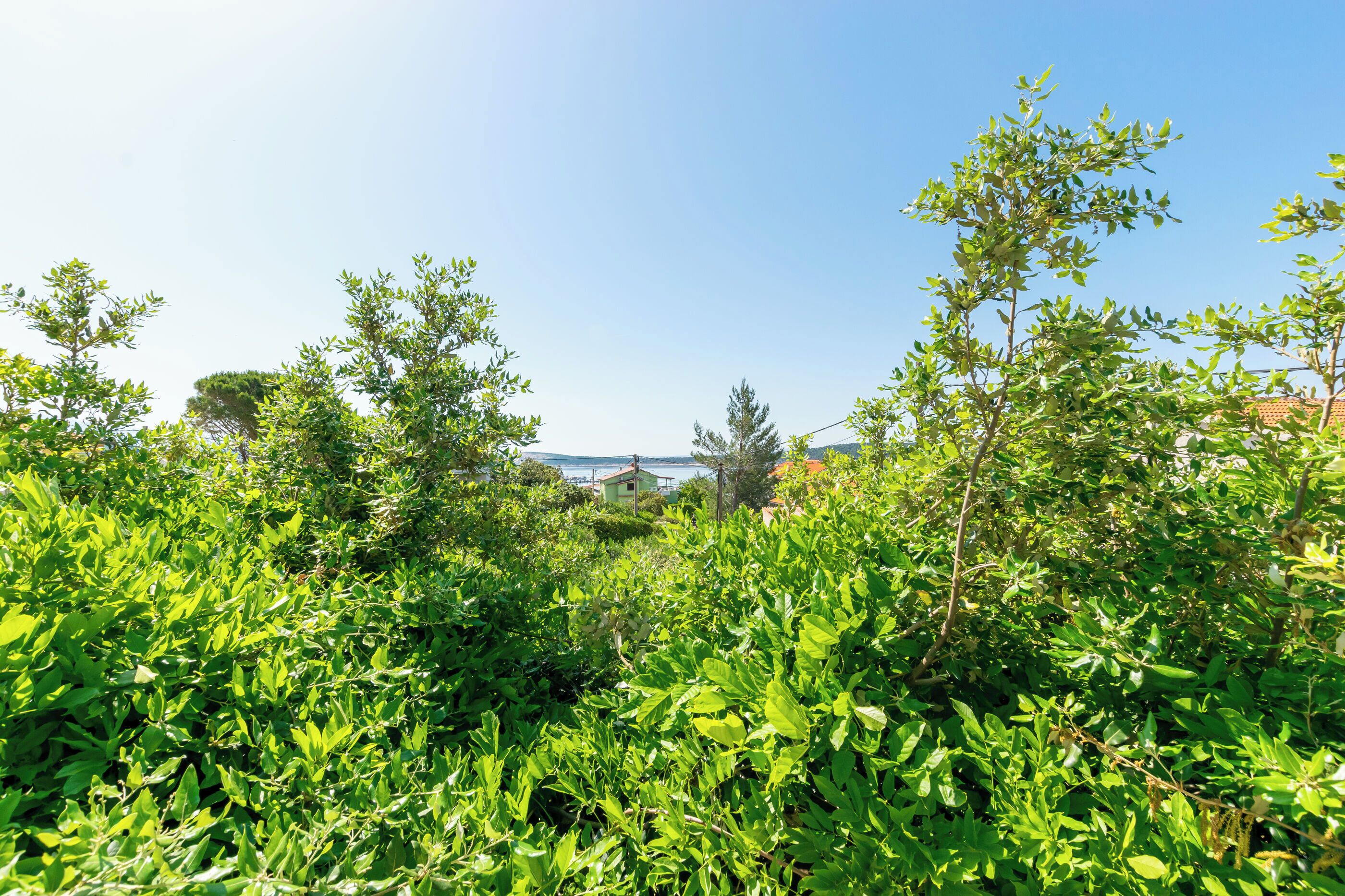 A lush green landscape with dense foliage and a clear blue sky.