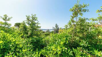 A lush green landscape with dense foliage and a clear blue sky.