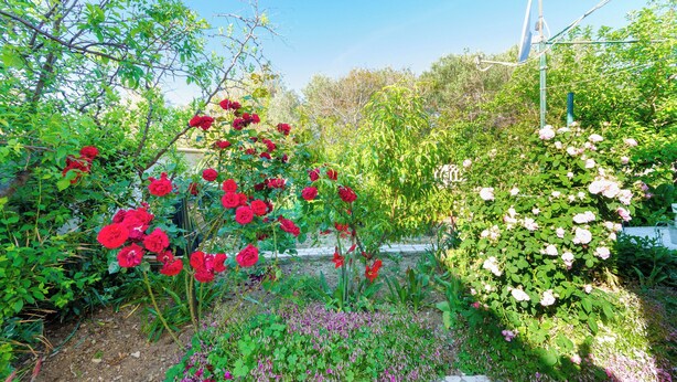 A garden with red and white roses, a satellite dish, and various green plants. - Apartment Nikola (Rab)
