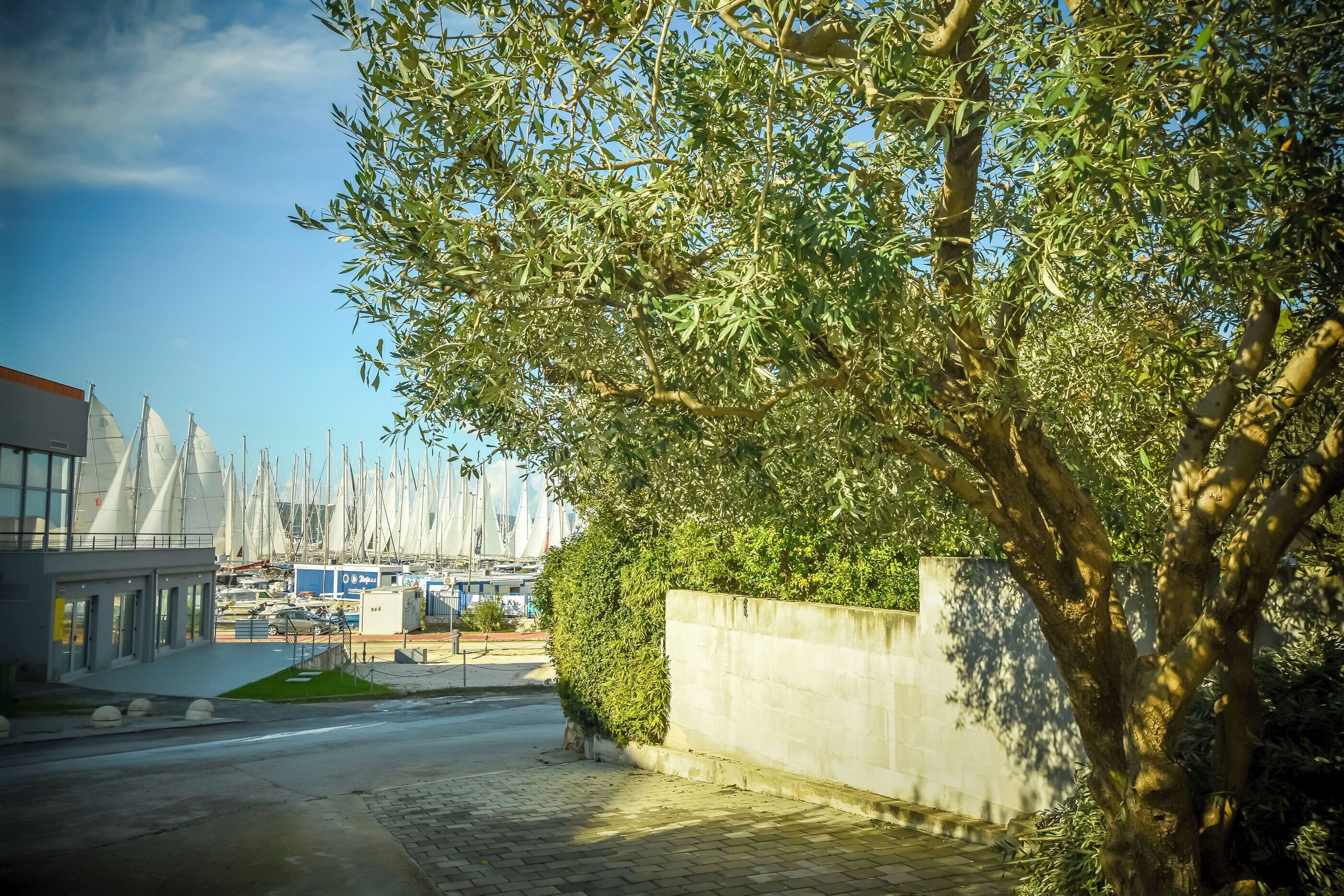 A paved pathway alongside a building with a modern design, a large tree providing shade, and a marina with sailboats in the background.