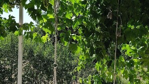 Μια λευκή κρεμαστή πολυθρόνα που κρέμεται από ένα δέντρο, περιτριγυρισμένη από πράσινο και μια κατασκευή από πέτρα.
