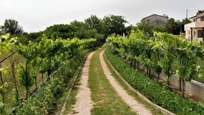 En vingård med rækker af vinstokke, en grussti og bygninger i baggrunden.