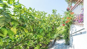 A narrow alleyway with lush green foliage and red flowers climbing a wall. - Apartment Vito (Podgora)