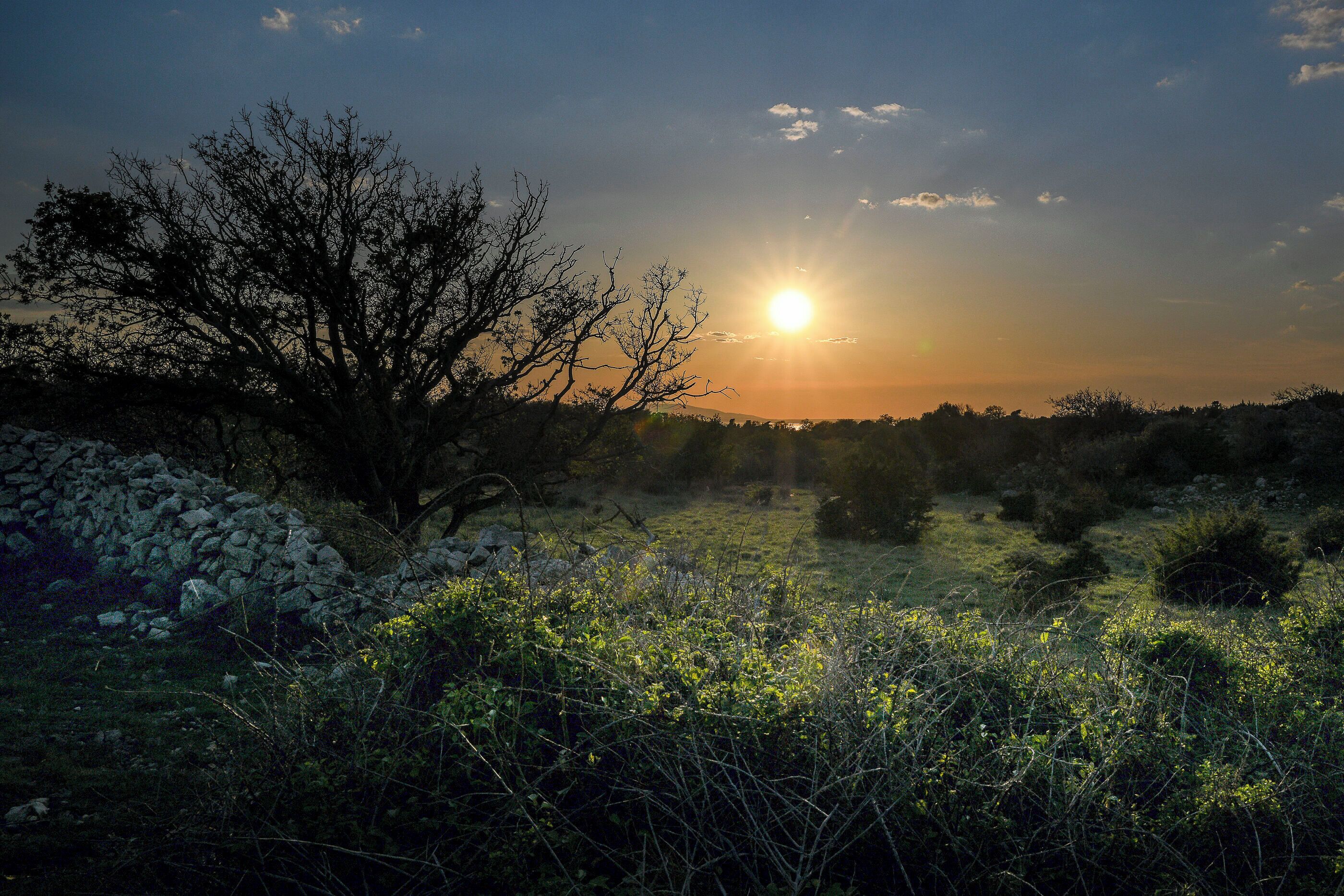 A natural landscape with a sun setting behind a tree, a stone wall, and dense vegetation.