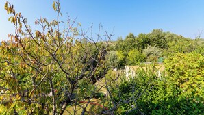 A vineyard with rows of grapevines and a clear blue sky. - Apartments Ruza A (Lopar)