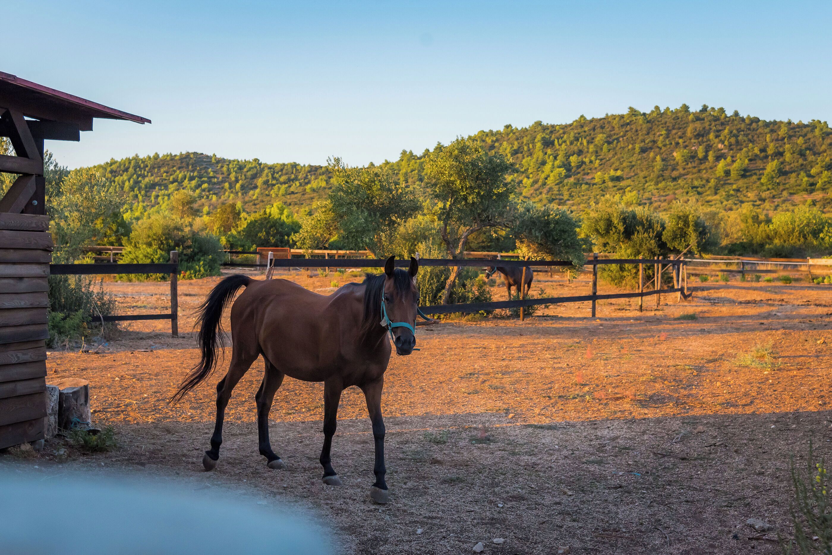 A stable with a horse in the foreground and another in the background, surrounded by a fenced area with a hilly landscape in the distance.