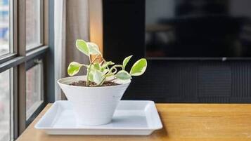 En lille potteplante på et hvidt fad på et træbord ved et vindue.
