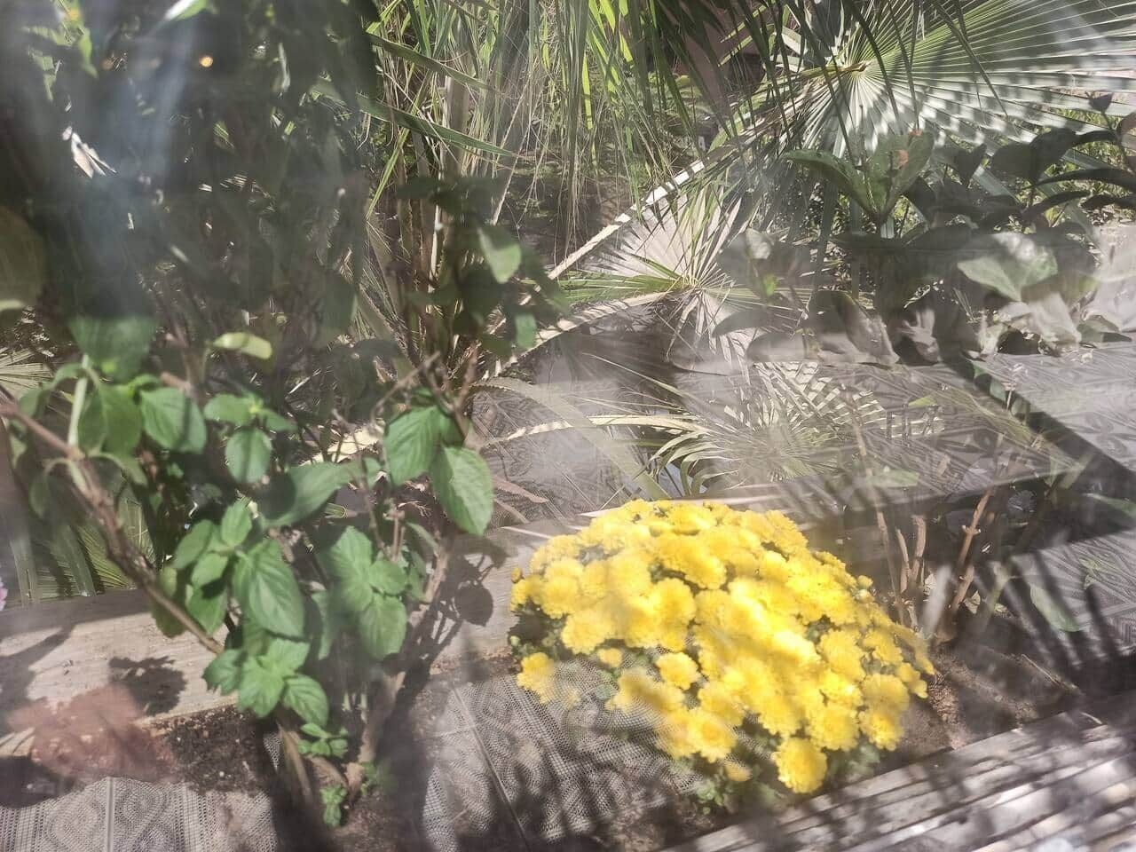 A garden with various plants and a yellow flower bed.