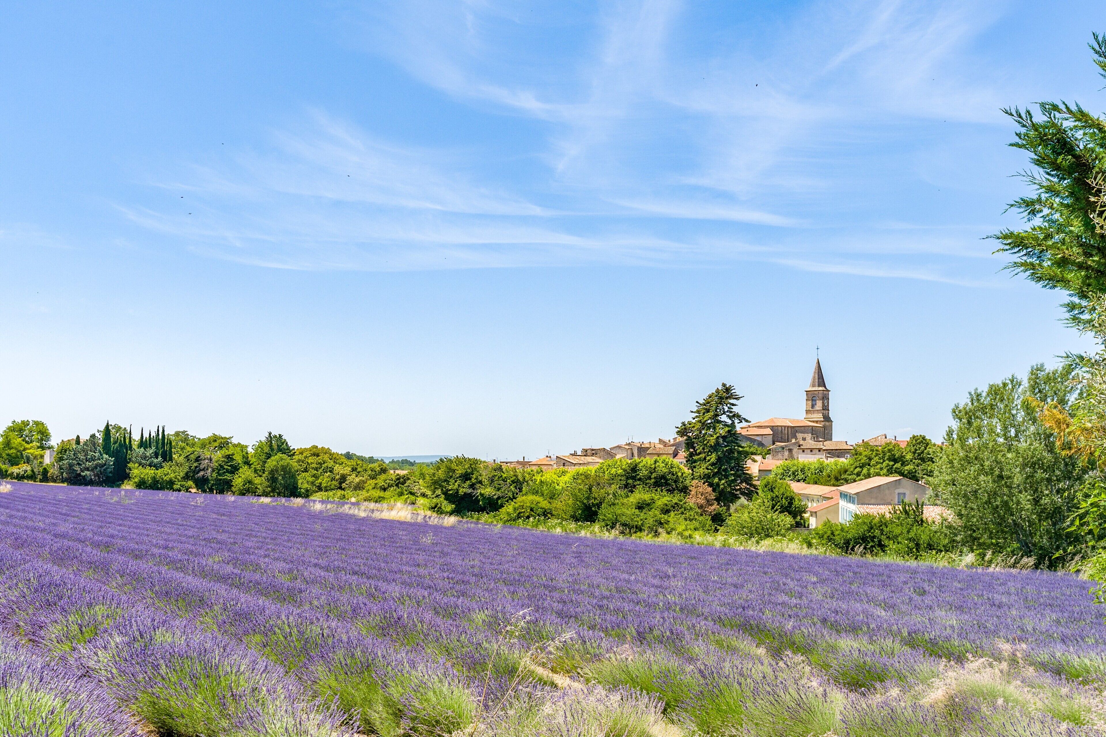 A lavender field with a church and buildings in the background.