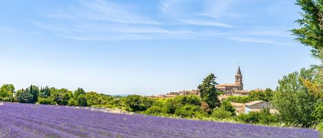 A lavender field with a church and buildings in the background.