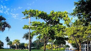 Un vialetto lastricato con panchine e alberi, immerso nel verde e con palme.