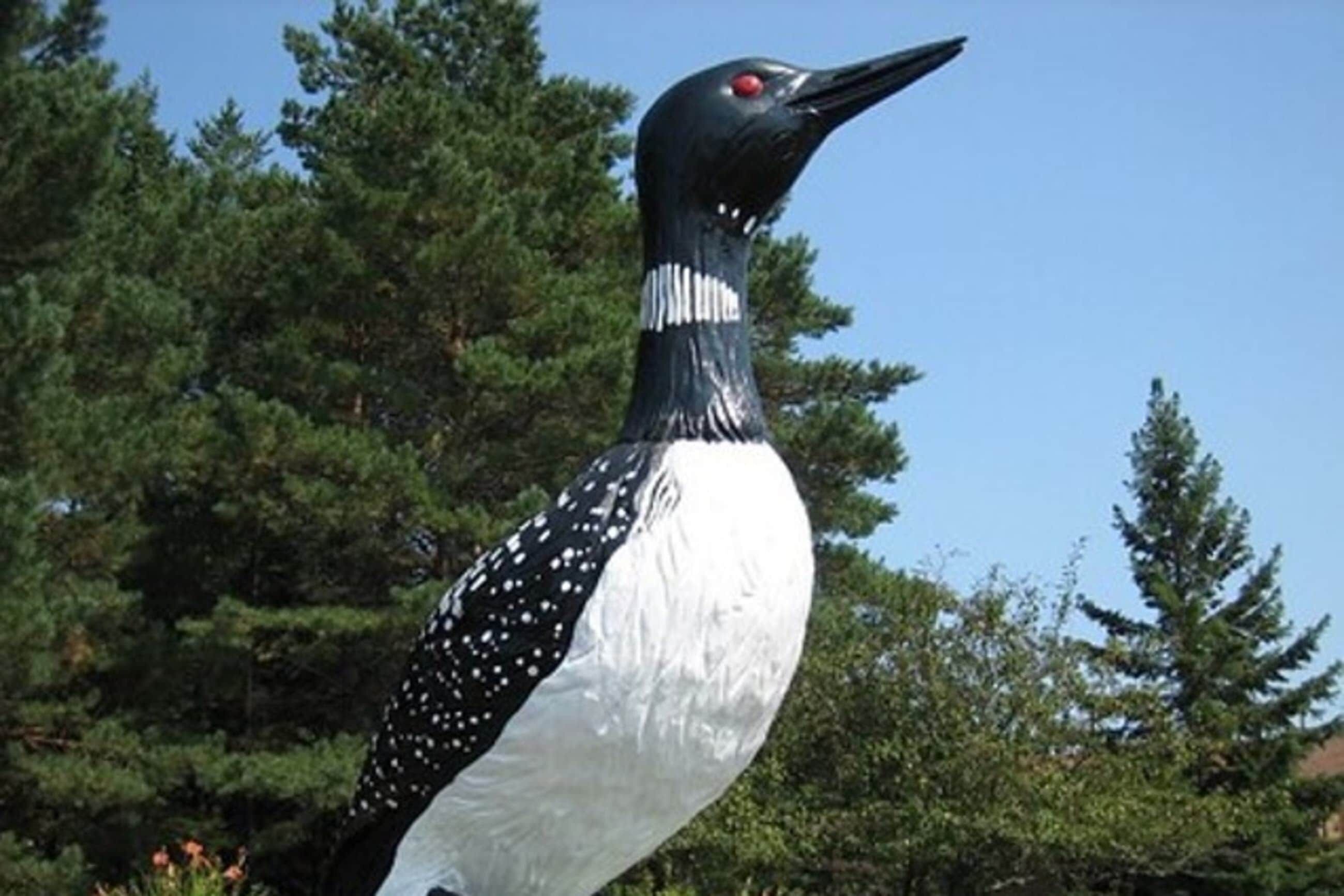Mercer is the Loon Capital of the World!   Claire d'loon