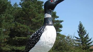 Mercer is the Loon Capital of the World! Claire d'loon