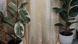 A room with a beige curtain, two potted plants with variegated leaves, and a textured gray carpet.