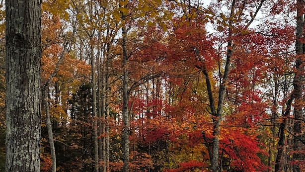 A building with a green roof and a small window, surrounded by trees with autumn leaves. - New River Gorge National Park Sunsets, Rafting and Hiking trails. (Lansing)