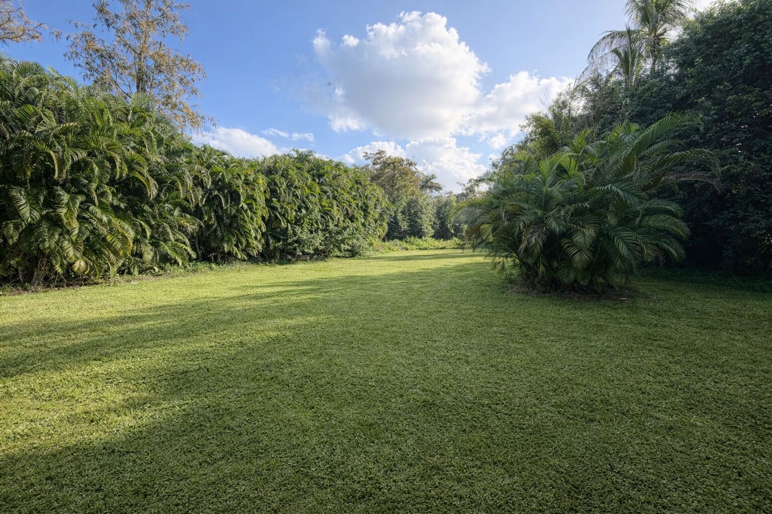 A grassy field with dense foliage on both sides.