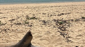 Una playa arenosa con agua azul cristalina y un barco a lo lejos.