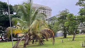 A grassy park area with palm trees and a building in the background. - 2 bedrooms in Hato Rey (San Juan)